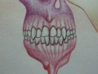 zoom in on the teeth